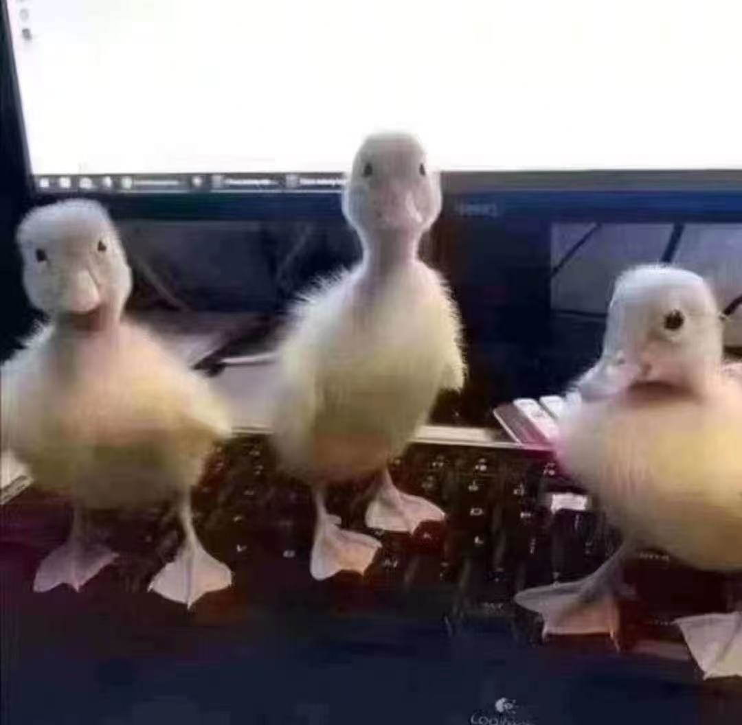 看看这三只小鸭熟悉吗😂1、等等鸭2、看看鸭3、考虑考虑鸭
